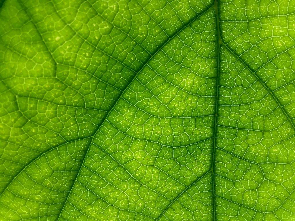 chlorophyll leaf