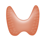 thyroid g land