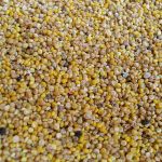 1024px-Harvested_seeds_of_homegrown_Chenopodium_quinoa