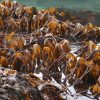 oarweed kelp seaweed