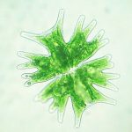 Microscope view of a green algae