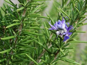 Rosemary thyroid benefits