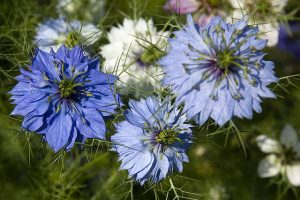 nigella sativa black cumin plant