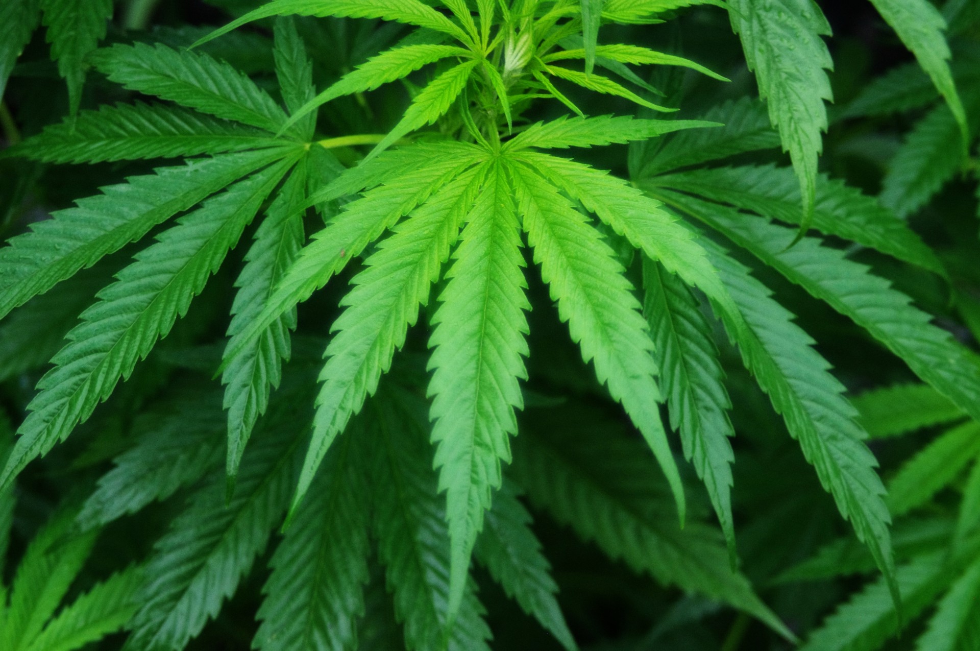 Why Safeguarding To Using Cigarettes Weed