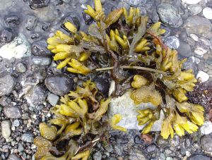 bladderwrack is used as a source of iodine for thyroid health