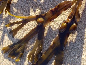 bladderwrack air bladder