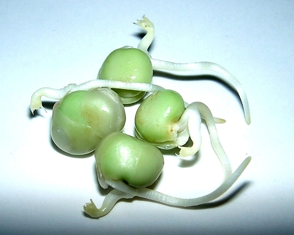 Image of sprouted peas for soy protein vs. pea protein
