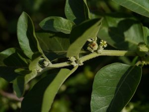 ashwagandha for thyroid health