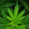 cannabis hemp leaf