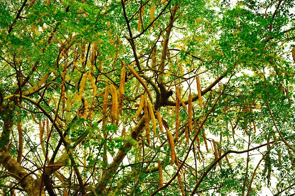 moringa oleifera seed pods fruit tree