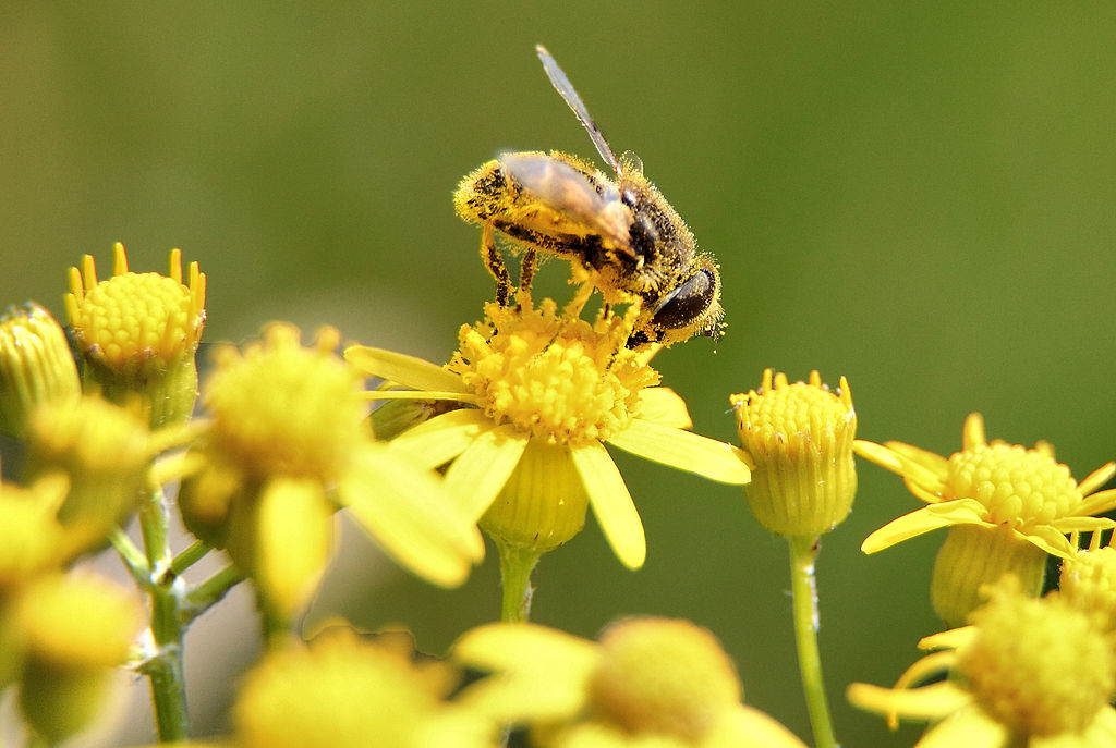 Flower Pollen For Prostate Health Supplements In Review