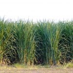 sugar cane field