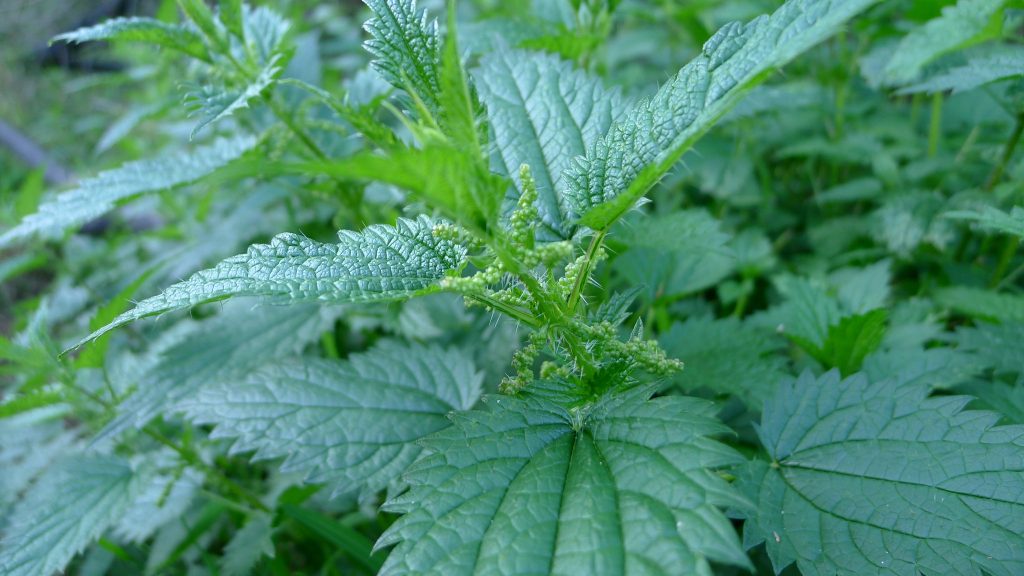 stinging nettle