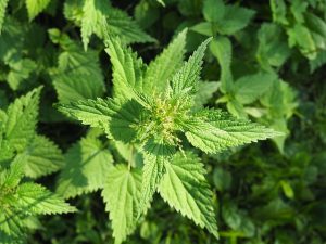 stinging nettle prostate