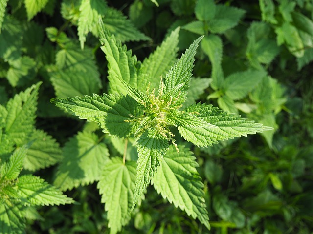 nettles for prostatitis)