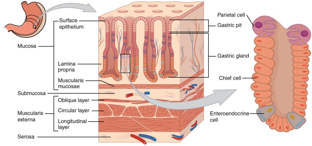 stomach mucosa pepzin