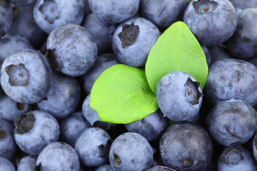 blueberry pterostilbene