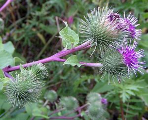 arctium lappa burdock liver