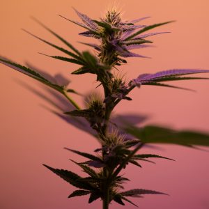 cannabis acne skin flower