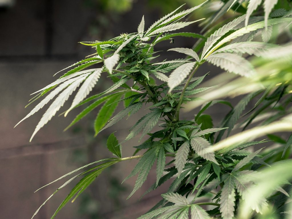 hemp cannabis plant cbd