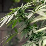 hemp cannabis plant cbd
