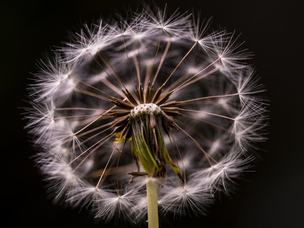 dandelion liver