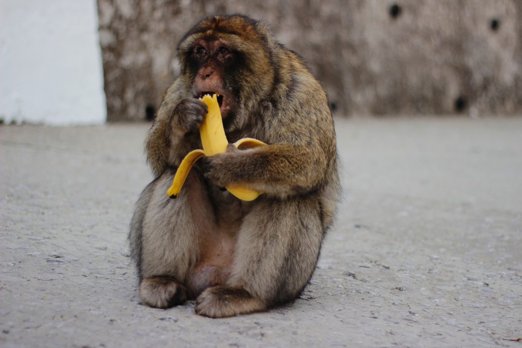 banana bag monkey