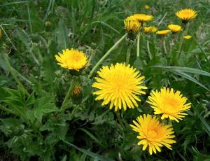 dandelion liver