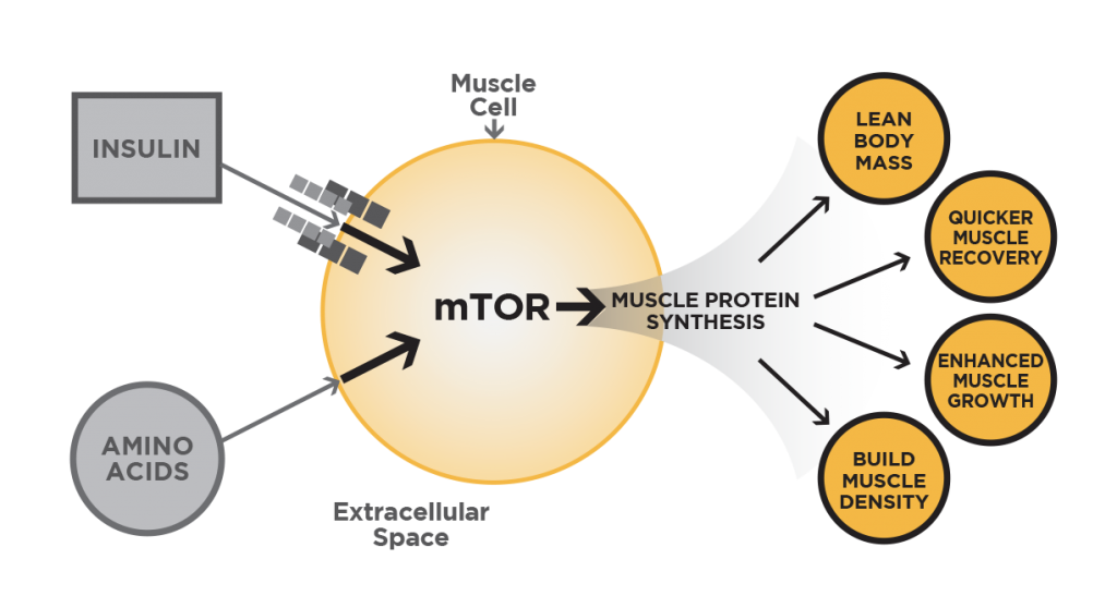 how velositol works