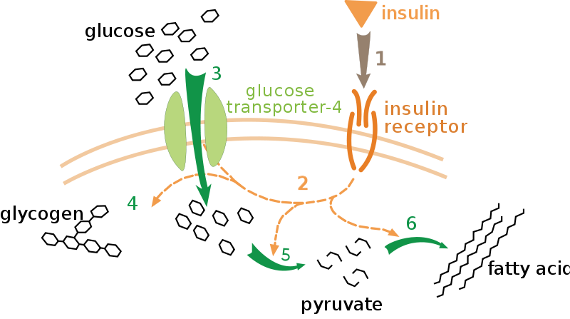 insulin blood sugar