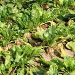 sugar beets betaine