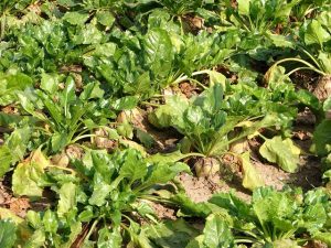 sugar beets betaine