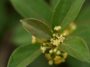 gymnema sylvestre blood sugar