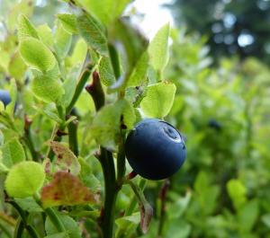 bilberry blood sugar