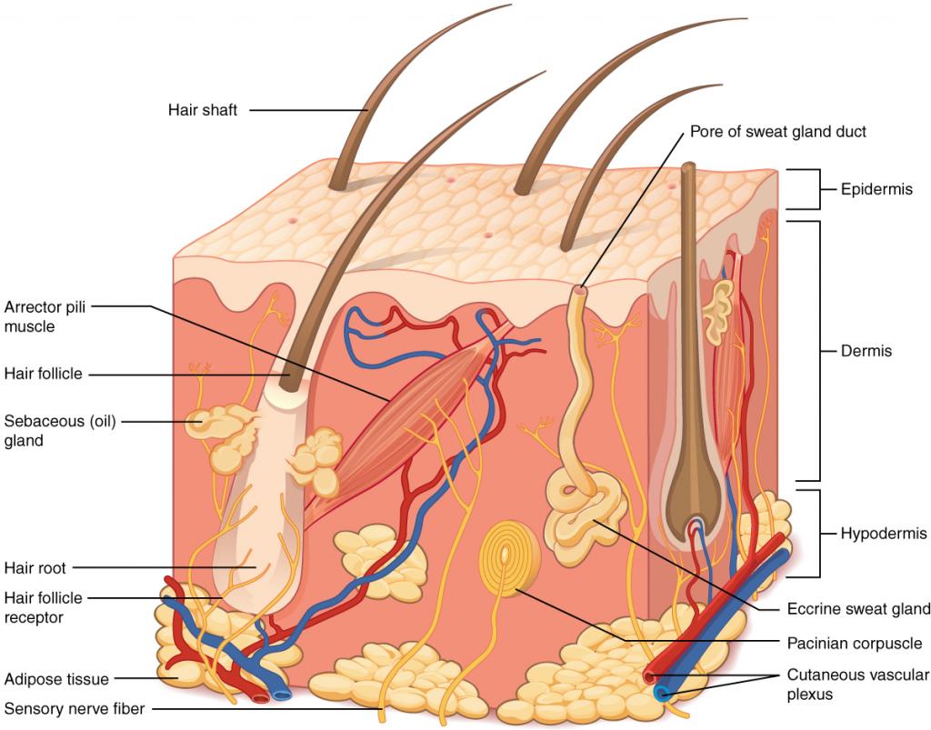 skin structure epidermis