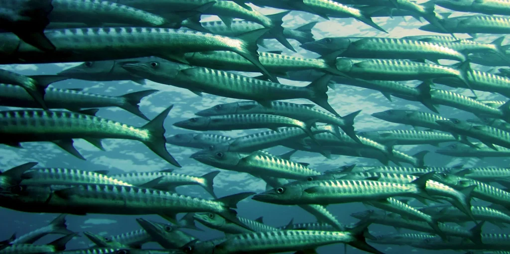 omega-3 fish representation